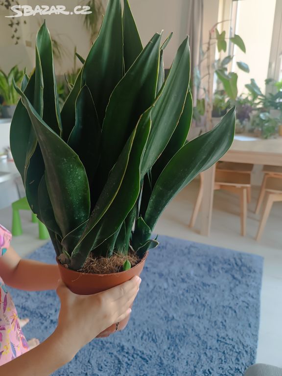 Sansevieria Black flame - odnože