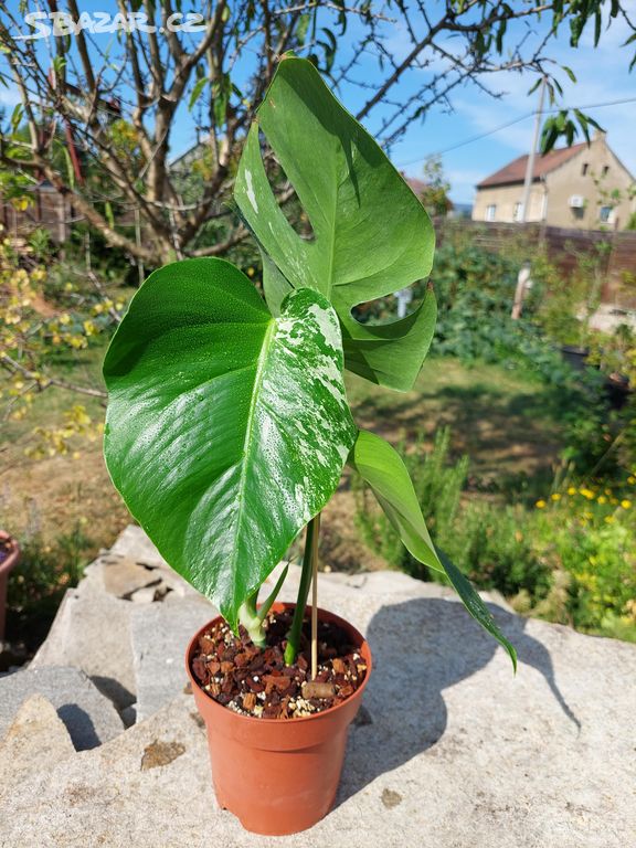 MONSTERA ALBO VARIEGATA