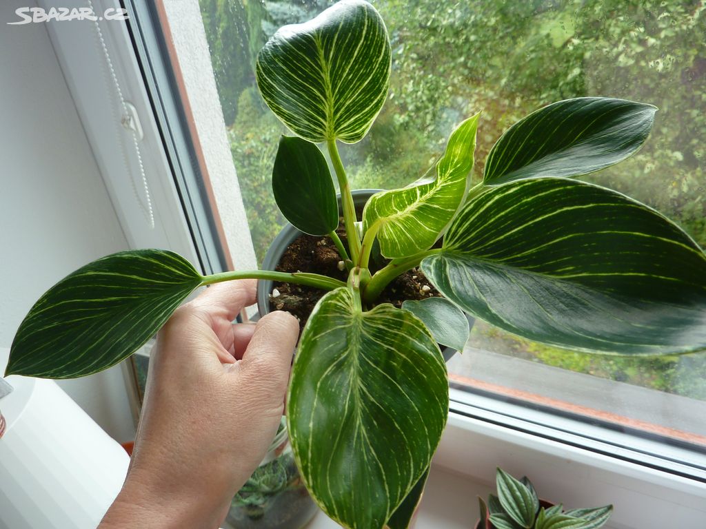 Philodendron birkin - pokojová rostlina