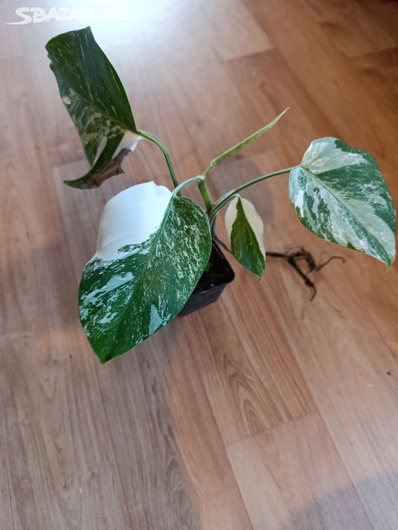 MONSTERA ALBO VARIEGATA