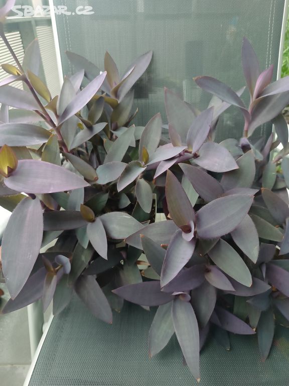 Tradescantia Pallida