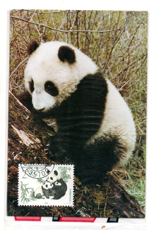 Čína, maxicard, panda