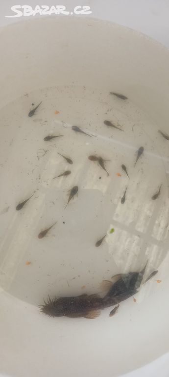 Ancitrus ryba čistič akvaria mladě cca 1.5 cm