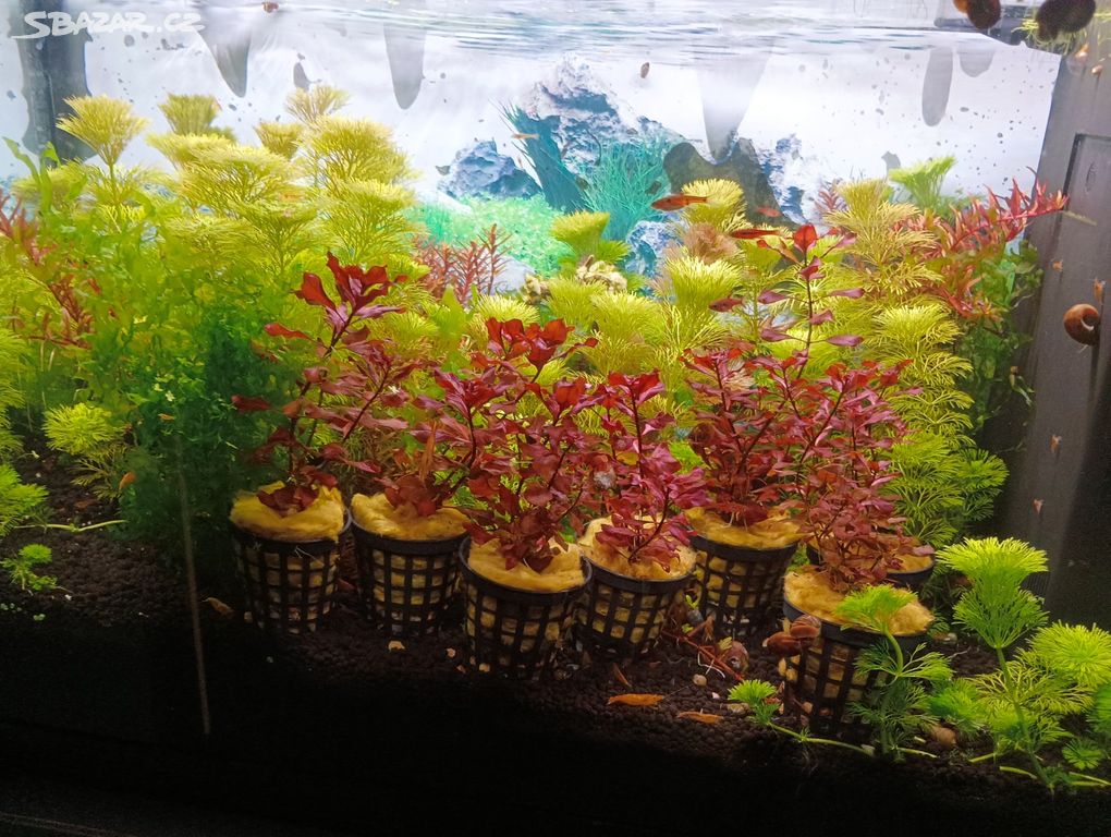 Akvarijní rostlinky