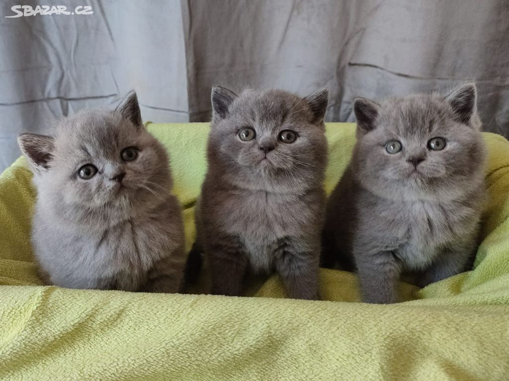 Britská modrá koťátka - PP rodokmen - dvě kočičky