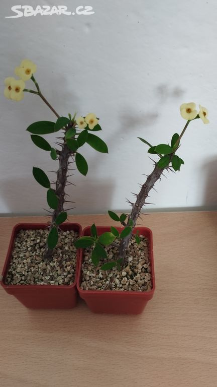 Euphorbia Milii mini žlutý květ (sukulent)