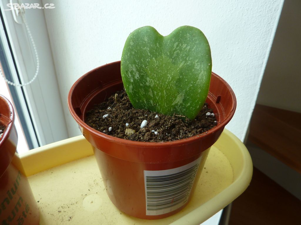 Hoya kerrii splash - pokojová rostlina