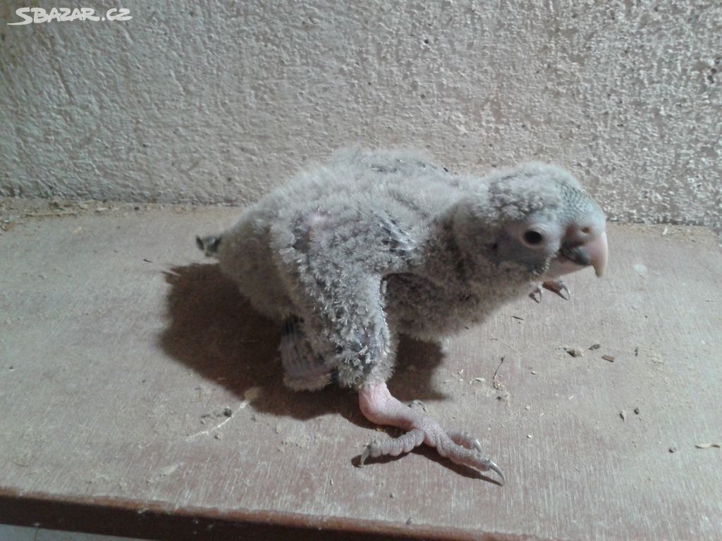 Papoušky patagonské k ručnímu dokrmení
