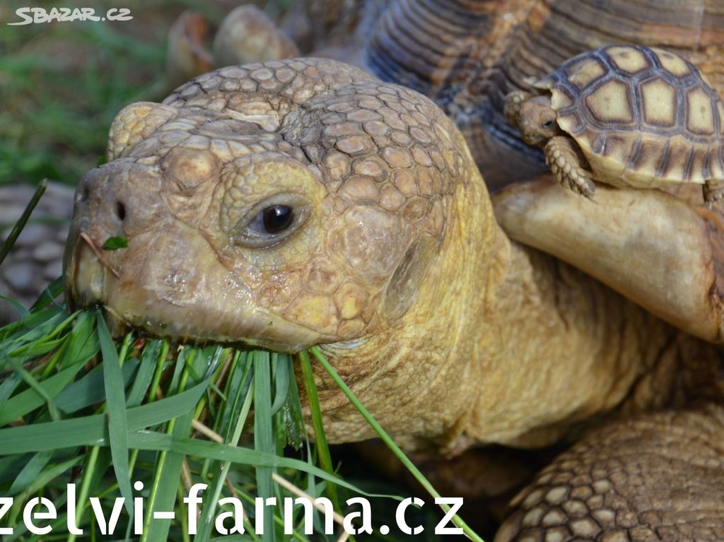 SUCHOZEMSKÉ ŽELVY OSTRUHATÉ vlastní odchov!