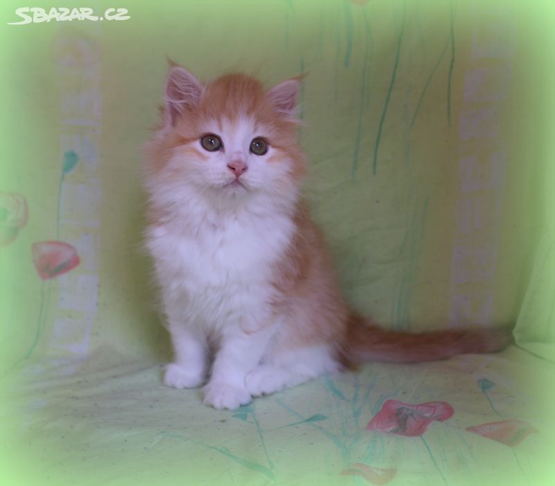Sibiřská kočka - kocourek s PP Willibald