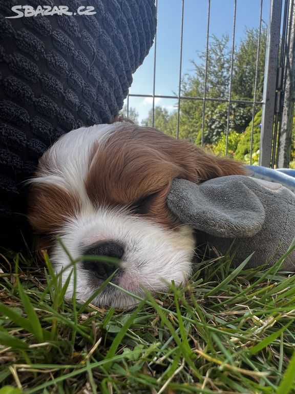 Štěňátka Cavalier King Charles Spaniel s PP