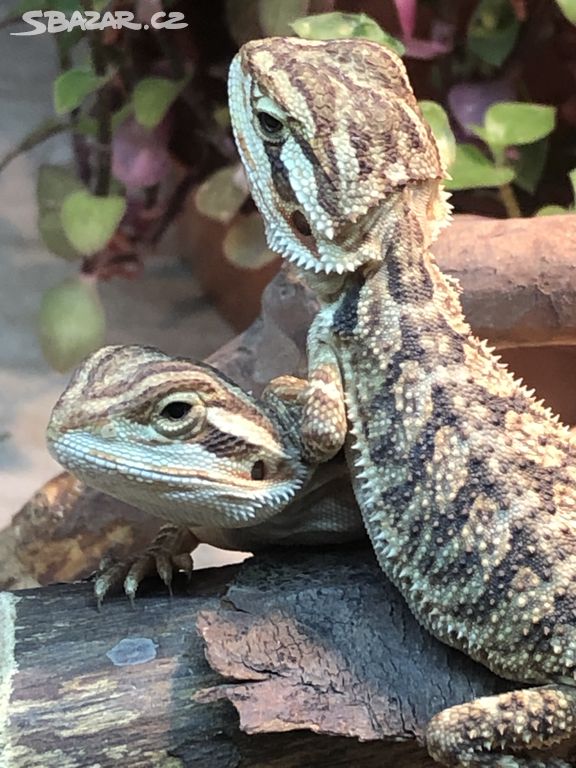 AGAMA VOUSATÁ (Pogona Viticeps)