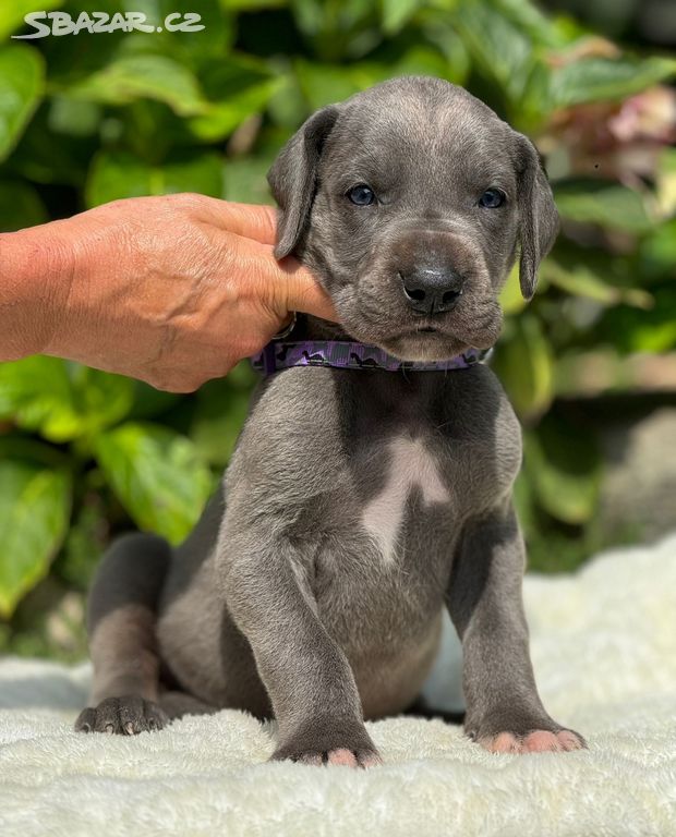 Německá doga - Caramello Blue Hradecká hvězda