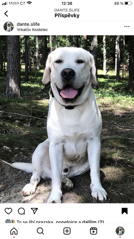 Labradorský retriever s PP ke krytí - chovný pes