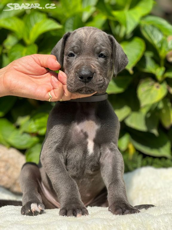 Německá doga - Charles Blue Hradecká hvězda