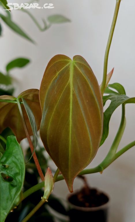 Philodendron scandens micans