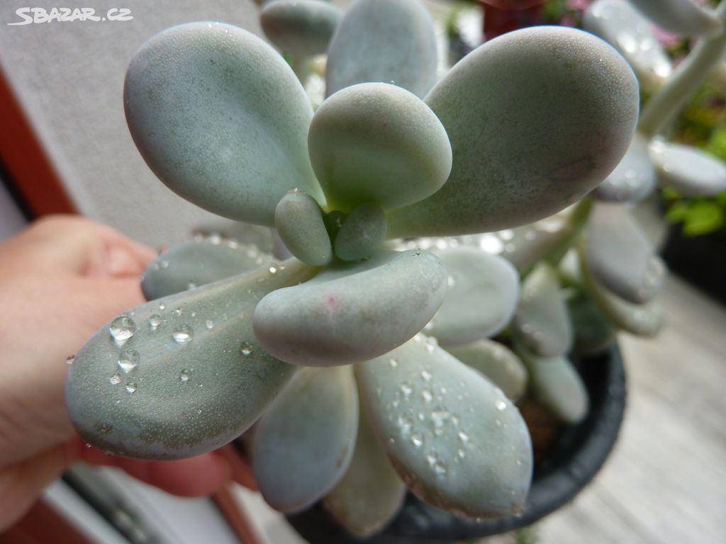 Pachyphytum - sukulentní rostlina