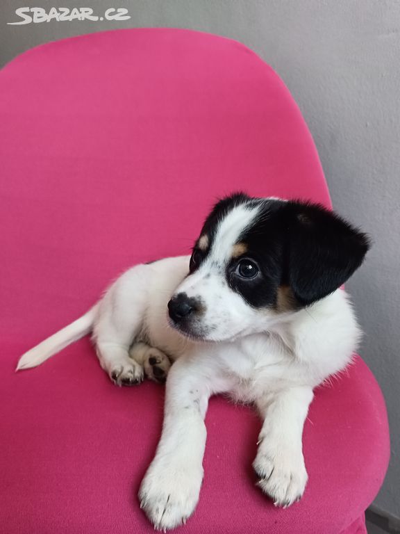 Jack Russel teriér štěňátka