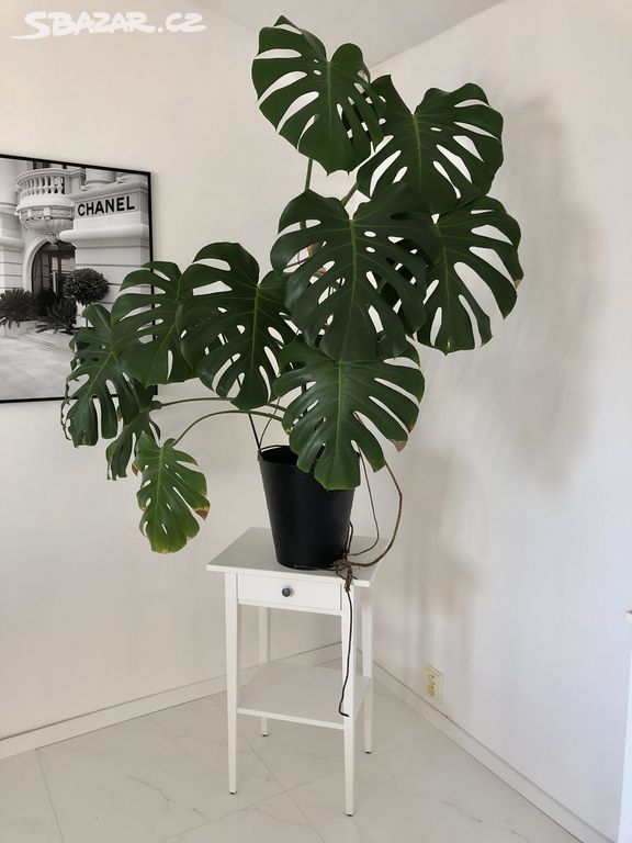 Velká Monstera interiérová kytka