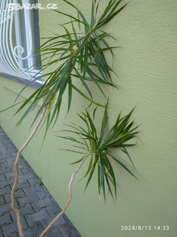 Vzrostlý dračinec (dracaena)