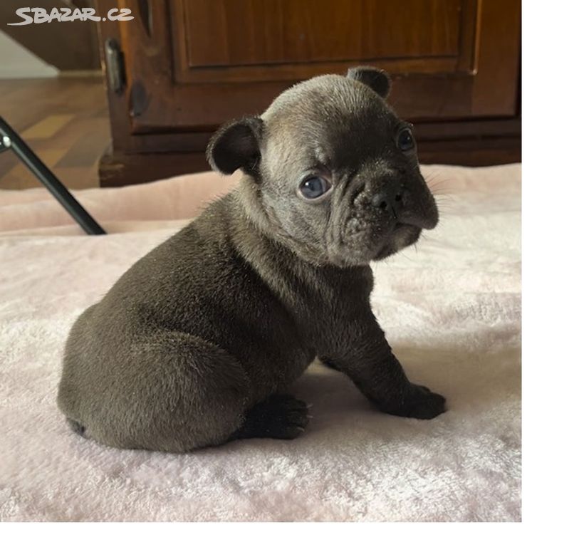 roztomilá štěňata francouzského buldočka ,