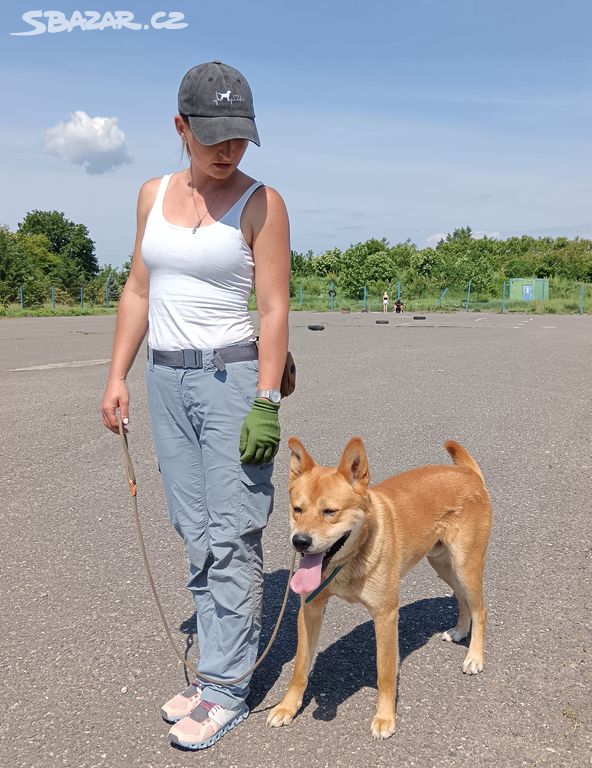 Kříženec akita inu Haruto k adopci