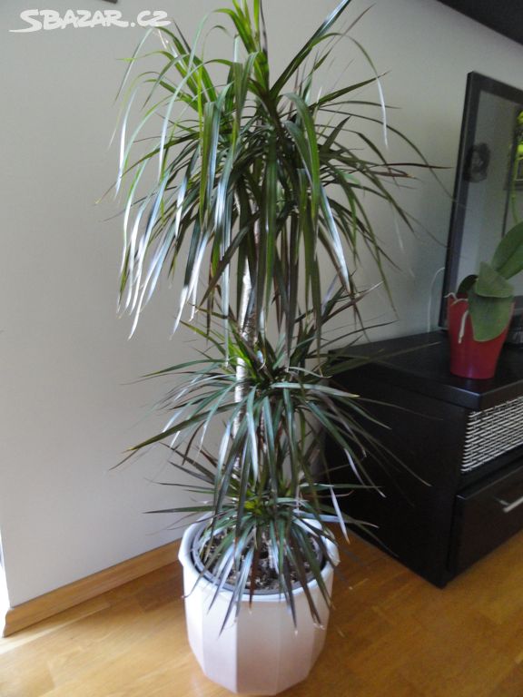 Dracena 3 kmínky výška nad zeminou 100 cm