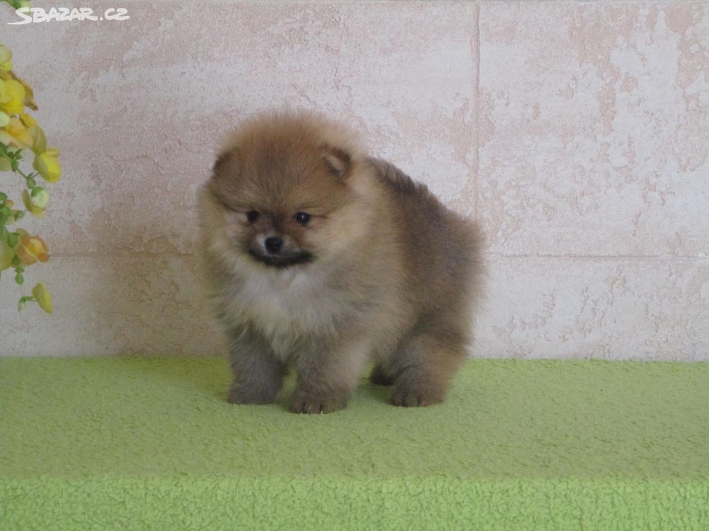 Pomeranian