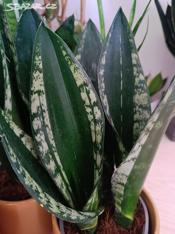 Sansevieria Whitney - odnož