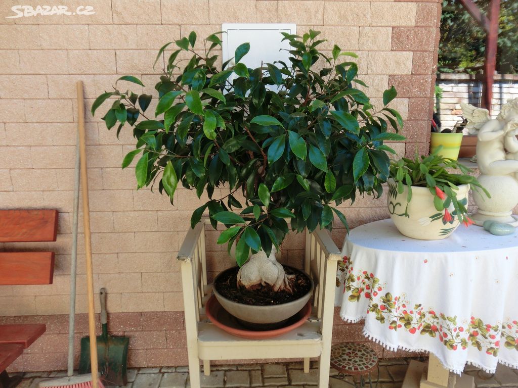 Bonsai fikus Benjamina