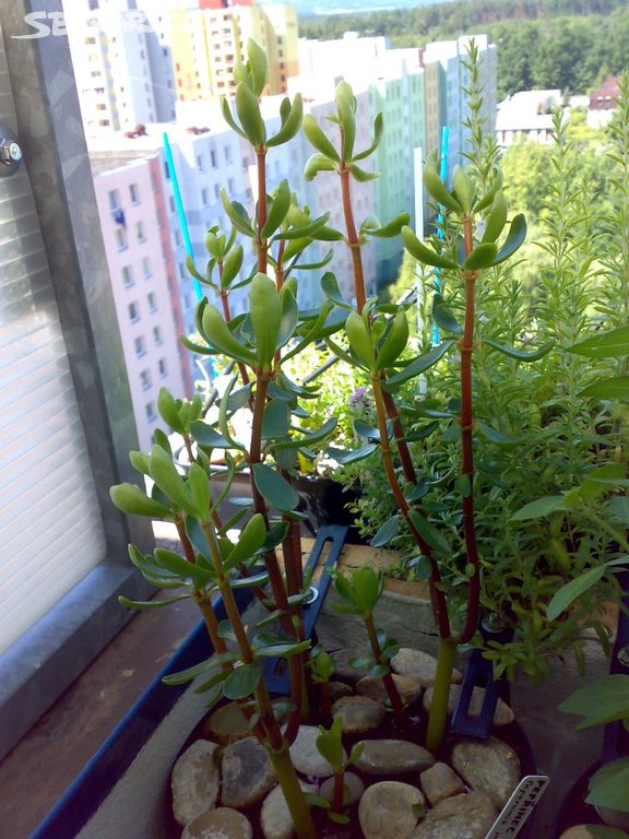 Pepřinec skořicový - Peperomia inaequalifolia