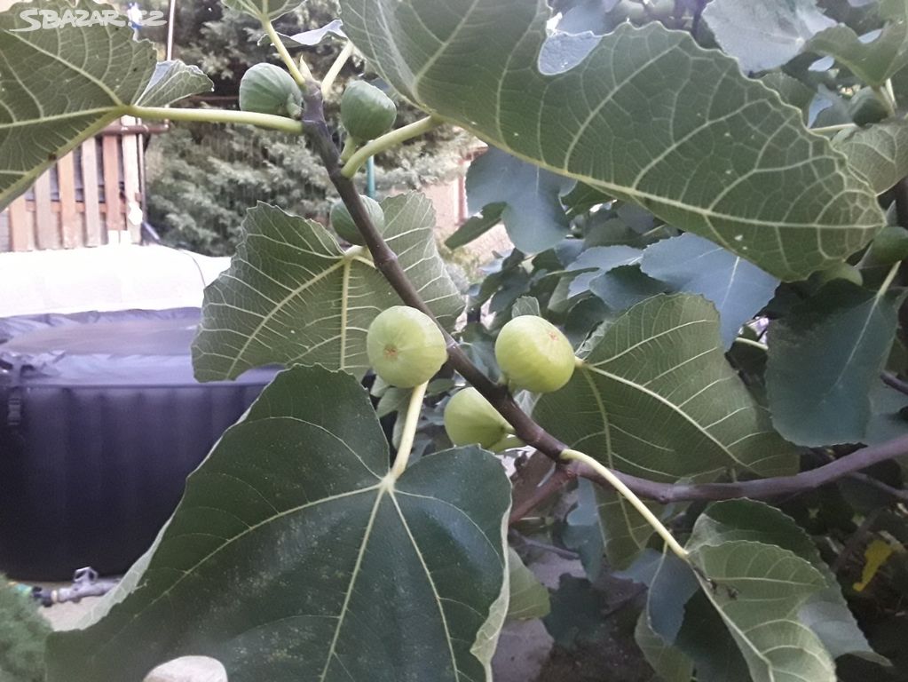Fíkovník Kadaň 1 (Ficus carica) - 10 - 15 cm