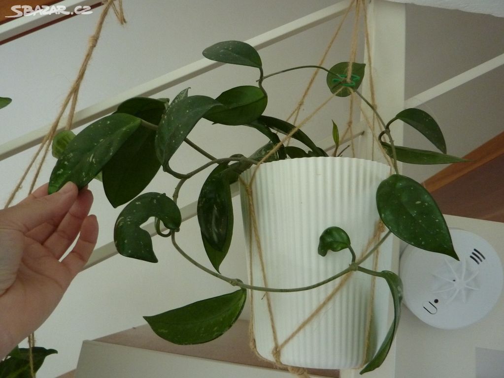 Hoya - voskovka - pokojová rostlina