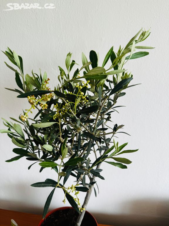 Olivovník 70 cm