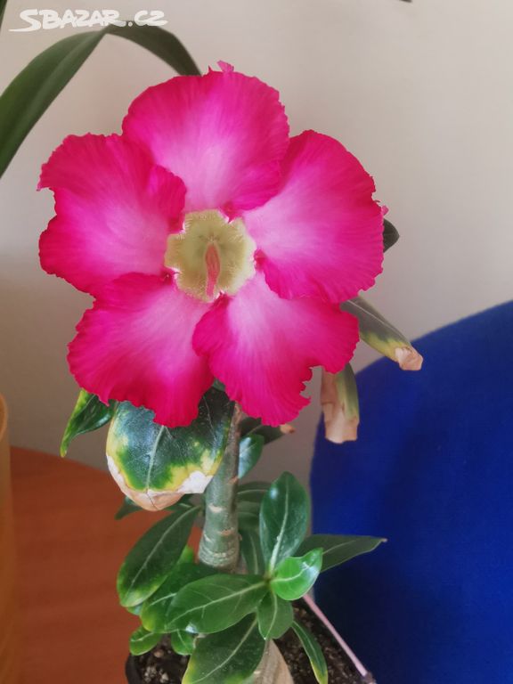 Adenium pouštní růže