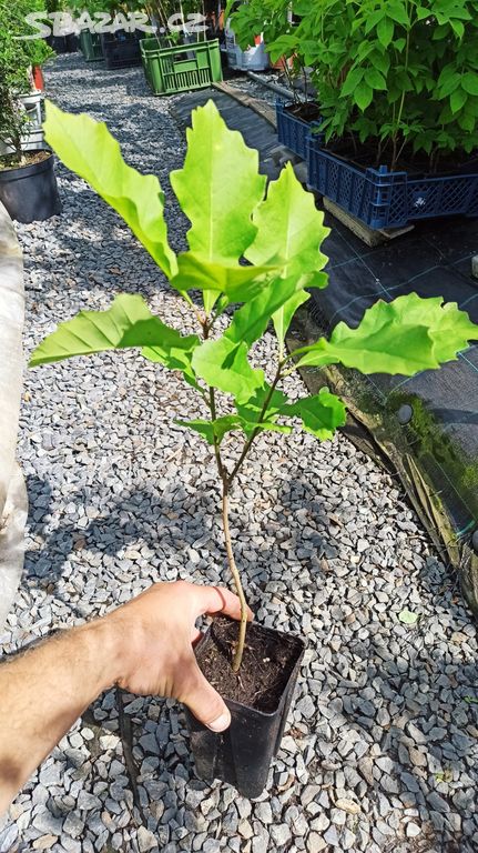 Dub velkoplodý (Quercus macrocarpa) - 50 cm