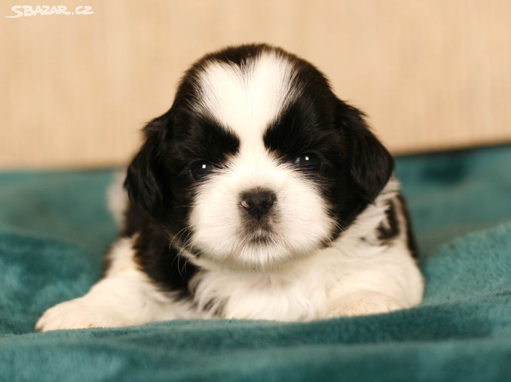 Shih-Tzu štěňatka (shi tzu, si-tzu, shitzu, si-cu