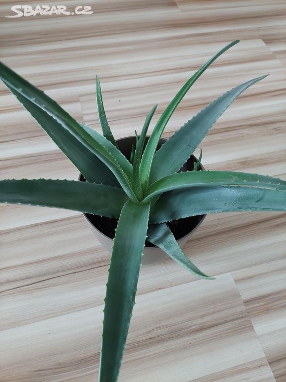 Aloe vera léčivá