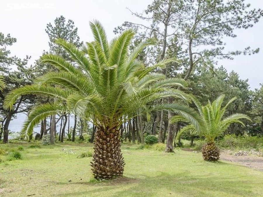 Palma Phoenix canariensis 1-2 první listy - saz.