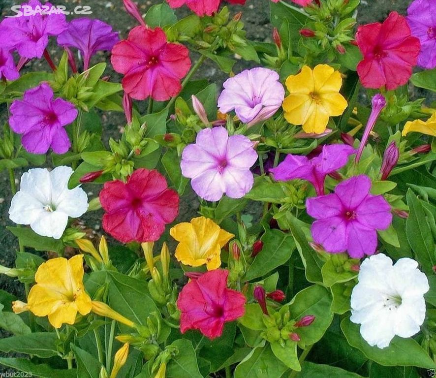 Sazenice Mirabilis Jalapa Nocenka mix barev