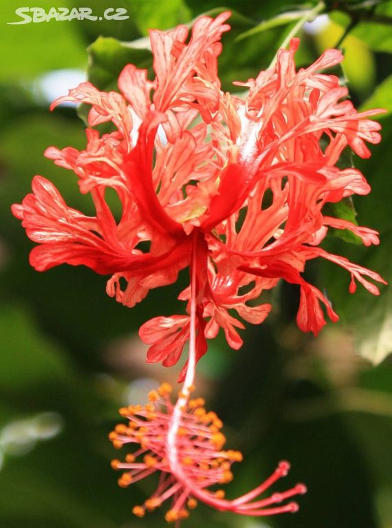 REZERVACE - Ibišek dřípkatý (Schizopetalus)