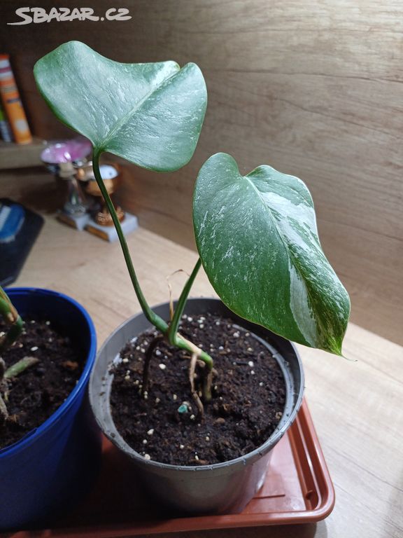 Monstera variegata