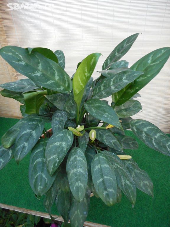 Aglaonema commutatum