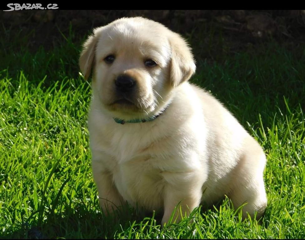 Labradorský retriever s PP Vánoční štěňátka