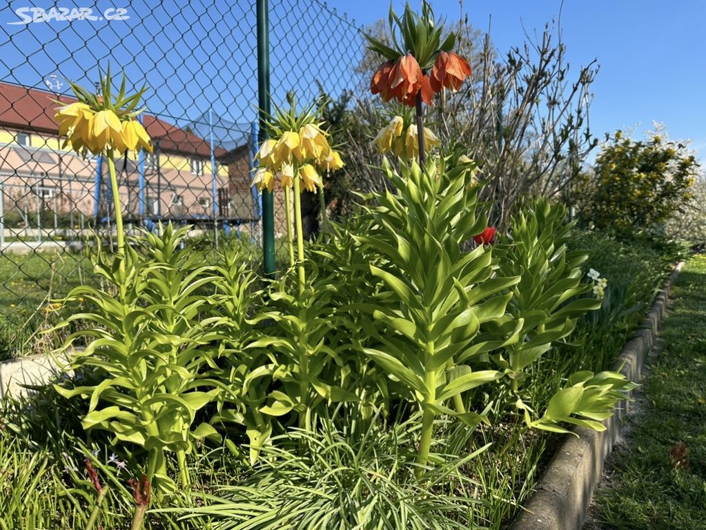 Řebčík královský lutea/cibule sadba