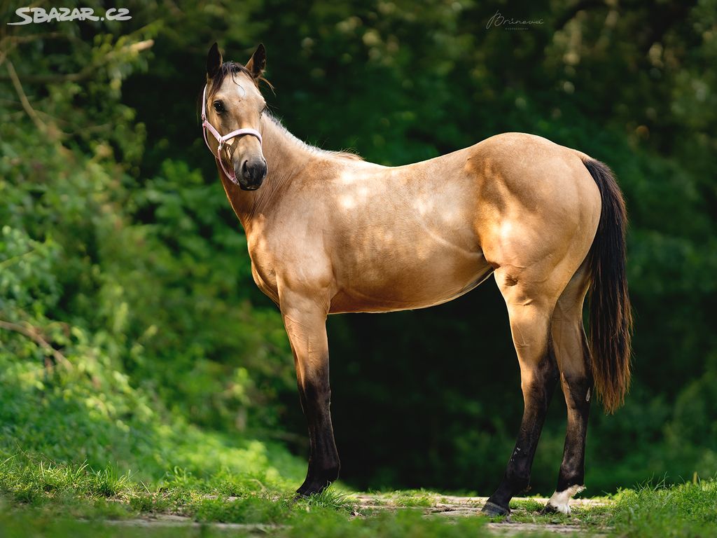 Roční Quarter Horse klisna, Futurity nominace