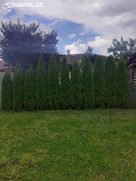 Thuje, tuje, smaragd, thuja