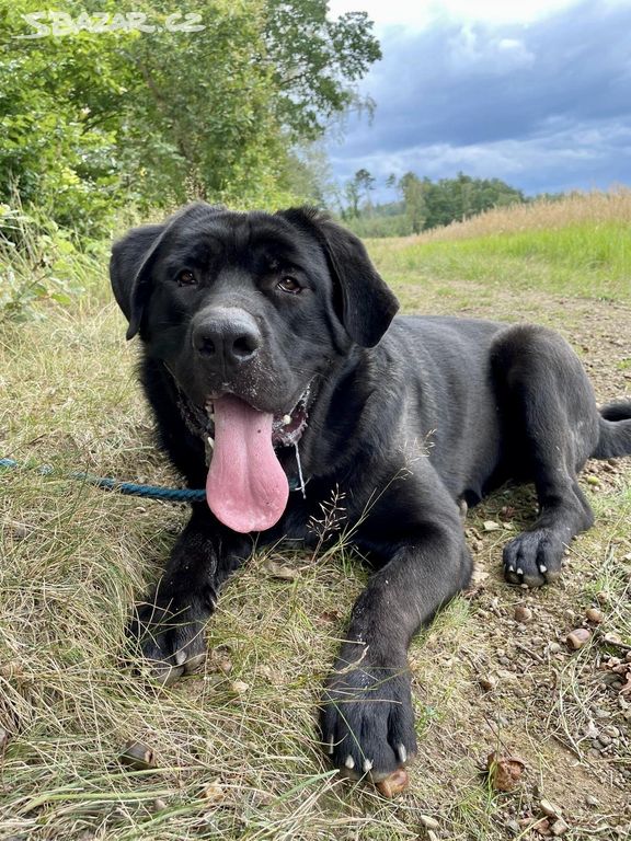 DROBEČEK - kříženec labradora 60 kg, 1 rok