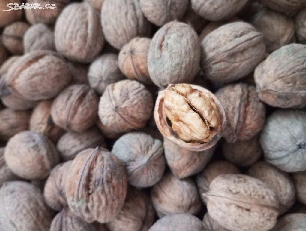 Prodám 5kg vlašských ořechů neloupaných.