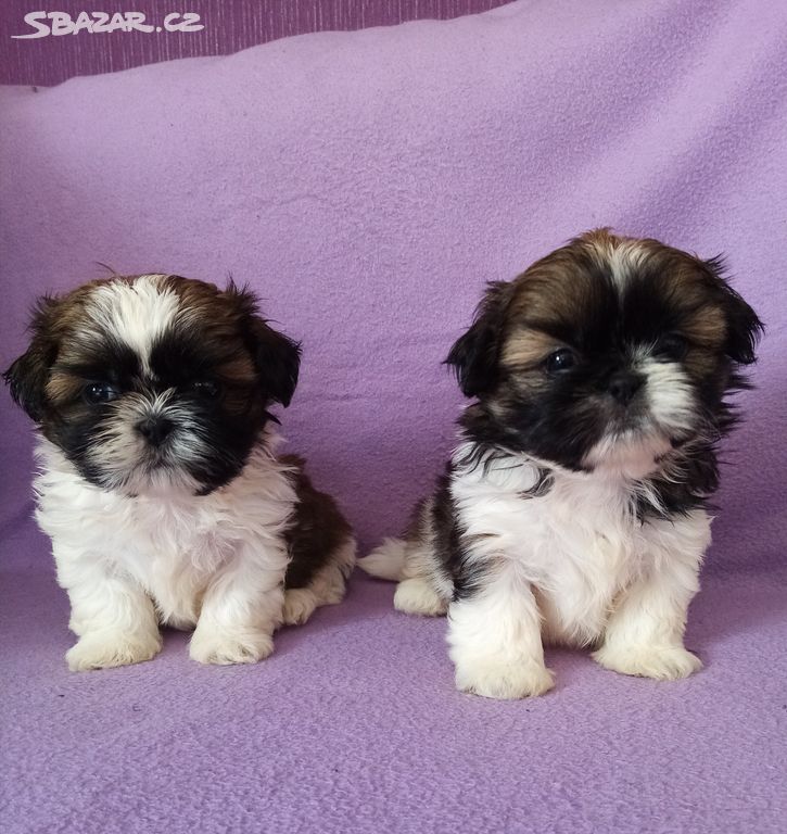 Shih-tzu